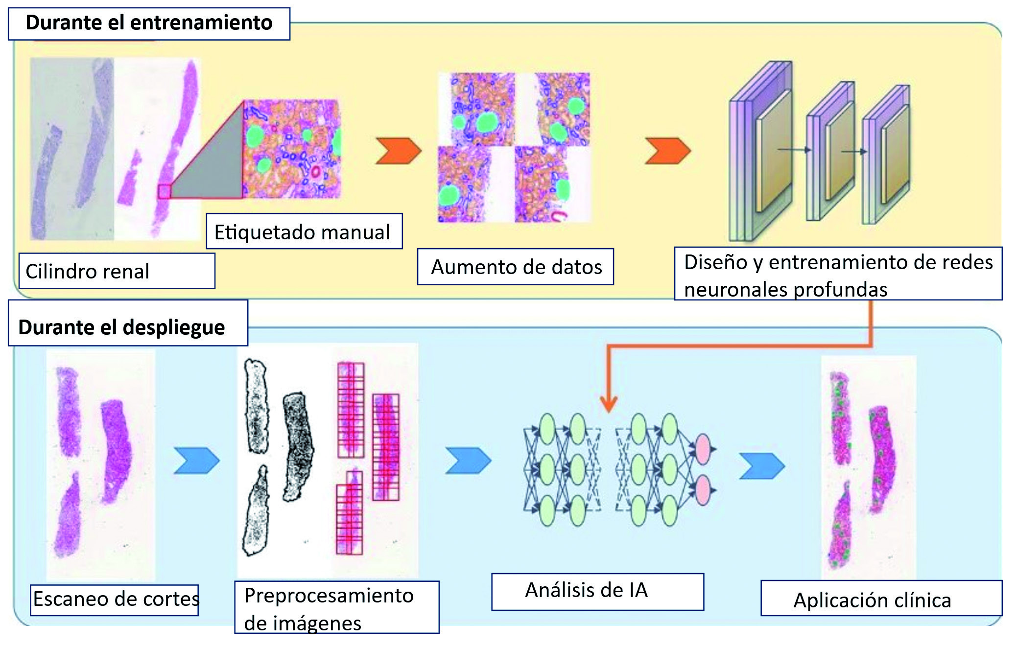 Figura 7